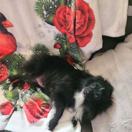 Midnight - Pomeranian
