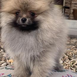 Pomeranian Puppies from Yanetta Pomeranians