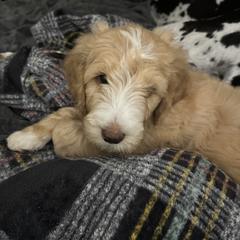 Saint Berdoodles from Summer's Saint Berdoodles