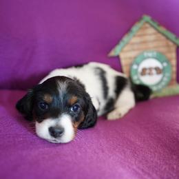 Peach - Piebald female Dachshund puppy in Quemado, New Mexico from TNT Dachshunds