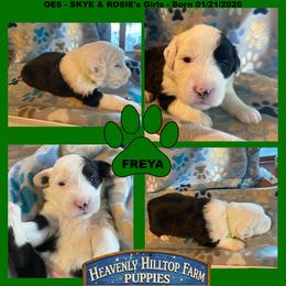 GREEN COLLAR GIRL - Black and white female Old English Sheepdog puppy in Charlo, Montana from Heavenly Hilltop Farm