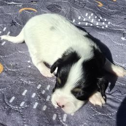 Jingle - White black and tan male Papillon puppy in Hollister, Missouri from Swan Creek Kennel