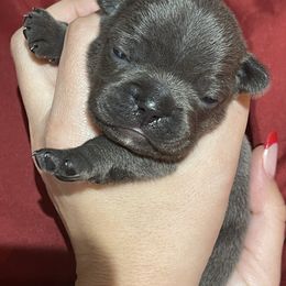 French Bulldog Puppies from French Connection Frenchies