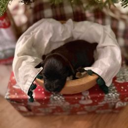 Holly - Black female Miniature Schnauzer puppy in Greenville, South Carolina from Synergy Schnauzers