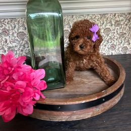 Precious - Red  female Poodle puppy in Mint Hill, North Carolina from DoodleForever