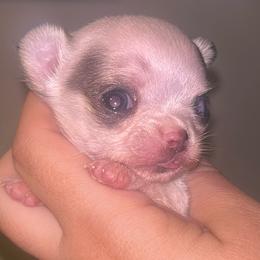 Itty Bitty - Sable spotted white female Chihuahua puppy in New Castle, Delaware from Sasha’s Elite Kennel LLC