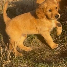 Zeus - Dark golden male Golden Retriever puppy in Rexburg, Idaho from Teton View Golden Retrievers