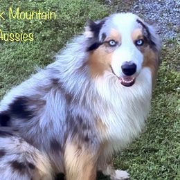 Milo - Australian Shepherd