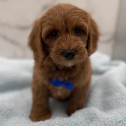 Winston - Red  male Goldendoodle puppy in Kansas City, Kansas from Bella & Ivy’s Mini Goldendoodles of KC