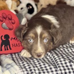 Romeo - Red tri male Miniature Australian Shepherd puppy in California from Eagle River Aussies