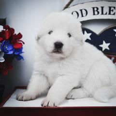 Border Collie and Maremma Sheepdog Puppies from 2J 2K Border Collies & Maremma Sheepdogs