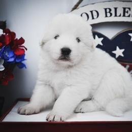 Border Collie and Maremma Sheepdog Puppies from 2J 2K Border Collies & Maremma Sheepdogs