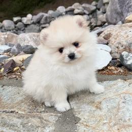 Boy 2 - Cream male Pomeranian puppy in Pocatello, Idaho from Avalon Pomeranians