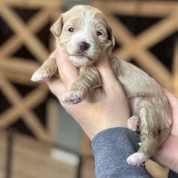 Halo - Apricot female Goldendoodle puppy in Wharton, Texas from Little Fur Friends