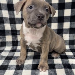 Boy 5 - Blue brindle male American Pit Bull Terrier puppy in Nine Mile Falls, Washington from Bartin Kennels