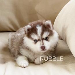 Rubble - Chocolate male Pomsky puppy in Grass Valley, California from Karalot Pomskies