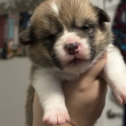 Pembroke Welsh Corgi Puppies from Temperance Farm Corgis