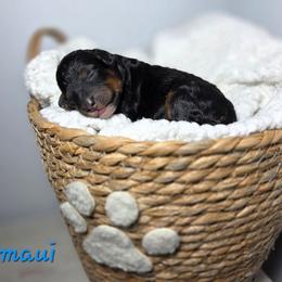 Maui - Black phantom female Aussiedoodle puppy in Saint Cloud, Florida from Jagged Oaks Farm