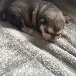 Sophie - Tri-color female Pomsky puppy in Burton, Michigan from Snow Shark Pomskys