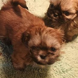Jazmin - Sable female Shih Tzu puppy in Austin, Minnesota from Bearpaw Shih Tzus