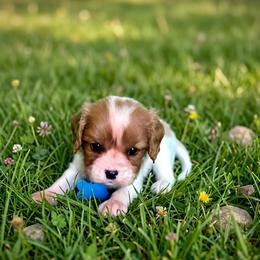 Bernard - Blenheim male Cavalier King Charles Spaniel puppy in Pennsylvania from Julie's Cavalier King Charles Spaniels