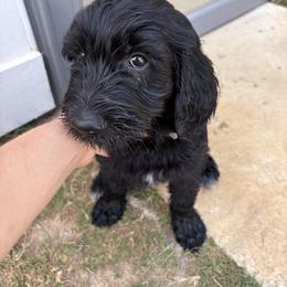 Goldendoodle Puppies from H&H Goldendoodles of Braselton