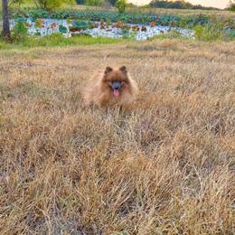 Aladdin - Pomeranian