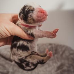Australian Shepherd Puppies from Kelly Krew Aussies