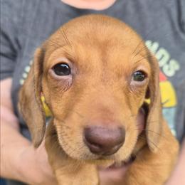 Mick-Tan - Red male Dachshund puppy in Frankfort, Kentucky from Gigi's Dachshunds