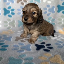 Tealah - Sable female Dachshund puppy in Temple, Texas from Brit’s Doxie Crossing