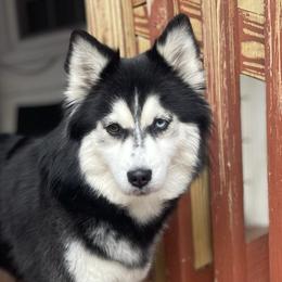 Everest - Pomsky