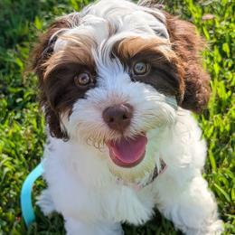 Cavapoo Puppies from WW Cavapoos