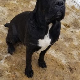 Cane Corso All Grown Up from Bear Valley Cane Corso