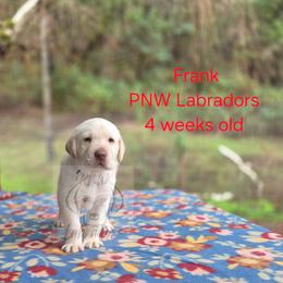 Frank - Yellow male Labrador Retriever puppy in Rogue River, Oregon from PNW Labradors