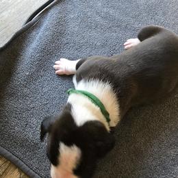 Boxer Puppies from Karen Marr