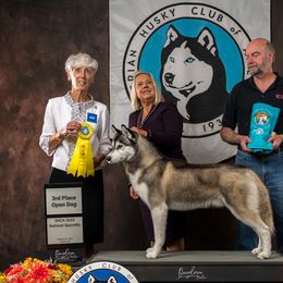 Siberian Huskies from Hart Creek Siberians