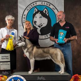 Siberian Huskies from Hart Creek Siberians