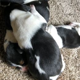 Lucy - Tri-colored female Treeing Walker Coonhound puppy in Vermontville, Michigan from Stackem Up Kennel