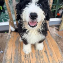 Versace with training - Black and white female Bernedoodle puppy in Boonville, North Carolina from Doods & Dolls