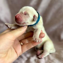 Marshall - Light golden male Golden Retriever puppy in Oregon from Bliss Retrievers