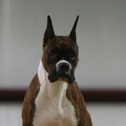 Boxers from Limited Edition