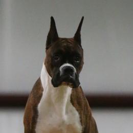 Boxers from Limited Edition