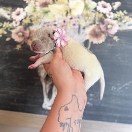 Girl 2 - Lilac dilute female Chinese Shar-Pei puppy in Lehigh Acres, Florida from Florida Wrinkles