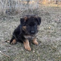 Blue - Black and red male German Shepherd puppy in Herrick, South Dakota from Dakota Shepherds Kennels