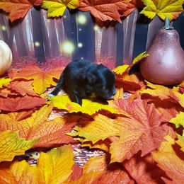 Ace - Black male Pomeranian puppy in Weatherford, Texas from Jeweled Poms