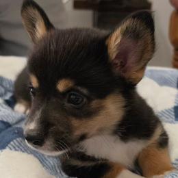 Andy - Black and tan male Pembroke Welsh Corgi puppy in Houston, Missouri from Pistol Creek Puppies