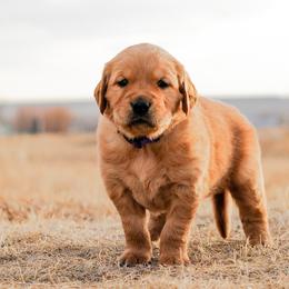 Golden Retrievers from Summit Canine Breeding