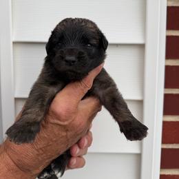 Girl 5 - female Leonberger puppy in Manchester, Tennessee from Bois D’Arc Leonbergers
