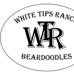 Assorted Doodle Crosses and Bearded Collie Puppies from White Tips Ranch