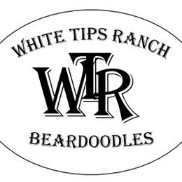 Assorted Doodle Crosses and Bearded Collie Puppies from White Tips Ranch